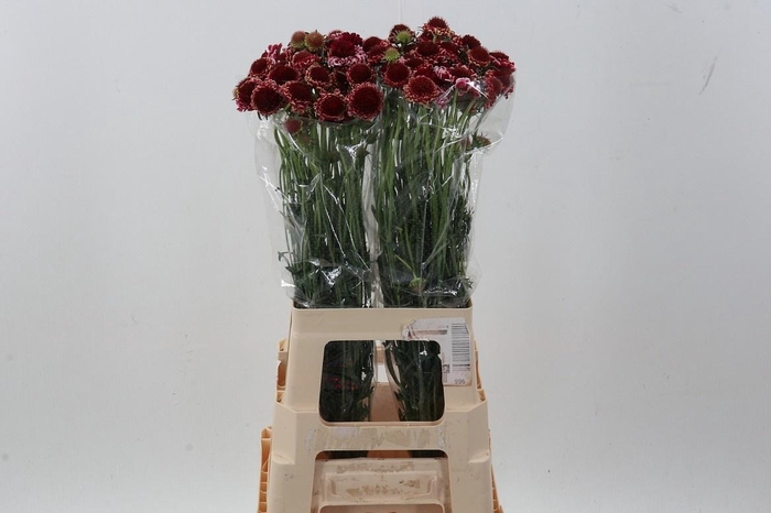 <h4>SCAB AT MARSHM SCOOP</h4>