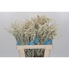 Amaranthus Yearming Desert