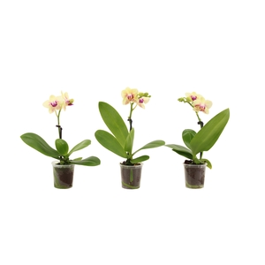 Phal Tiny Dolls Geel 1T7+ zonder Aqu@