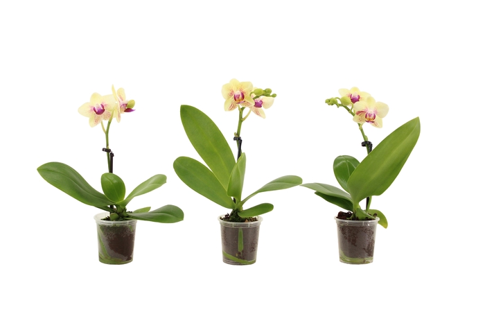 <h4>Phal Tiny Dolls Geel 1T7+ zonder Aqu@</h4>