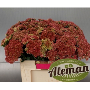 SEDUM HERBSTFREUDE