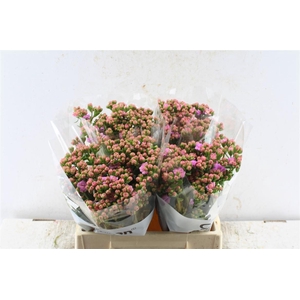 Kalanchoe Taffy Pink Meadow