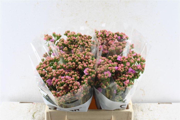 <h4>Kalanchoe Taffy Pink Meadow</h4>