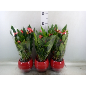 Anthurium andr. 'Mill Flowers Red'