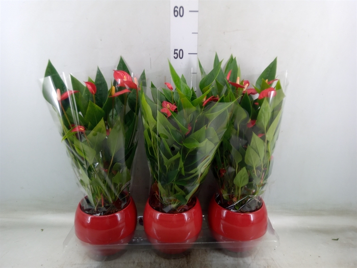 <h4>Anthurium andr. 'Mill Flowers Red'</h4>