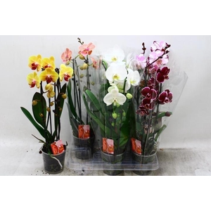 PHAL EL CASCADE
