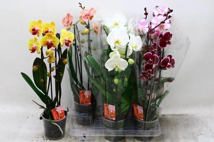 <h4>PHAL EL CASCADE</h4>