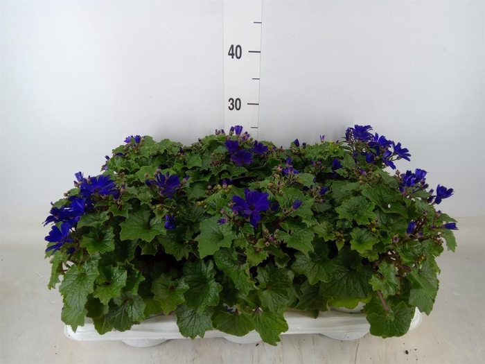 <h4>Pericallis cr. 'Senetti Blue Deep'</h4>