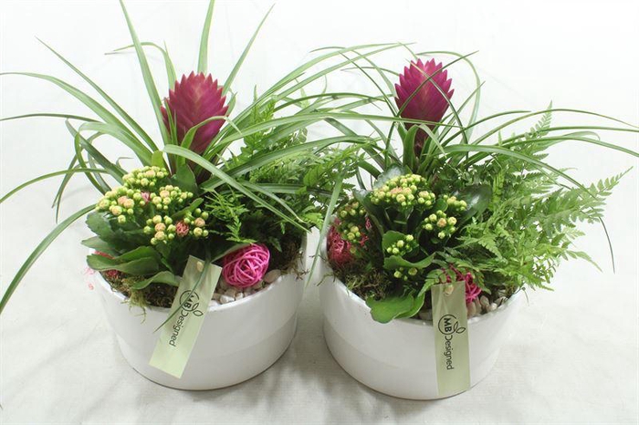 <h4>JA568 KER WIT TILL</h4>