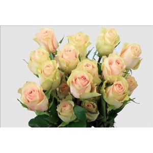 Rosa ec frutetto