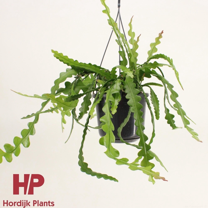 <h4>Epiphyllum anguliger</h4>