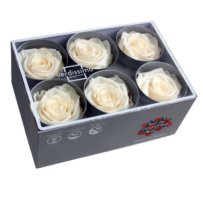 Roos standard champagne