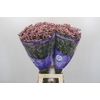 Limonium Pink Diamond