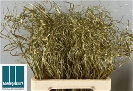 <h4>Ting Ting H% Gold</h4>