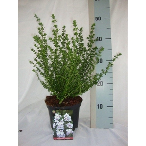 Prostanthera cuneata