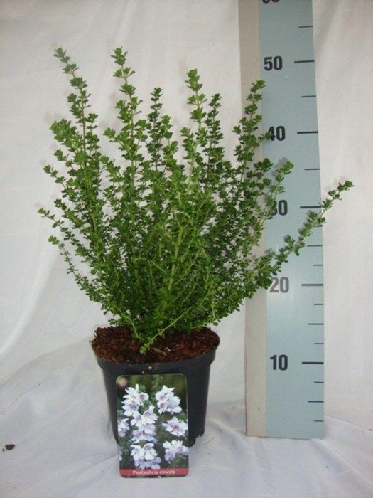 <h4>Prostanthera cuneata</h4>