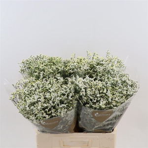 Limonium Sinense China White