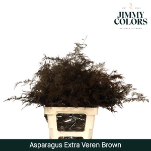 Aspa Extra Veren Brown