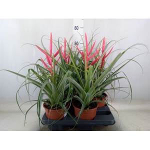 Tillandsia