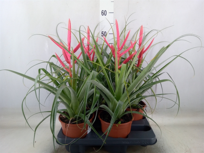 <h4>Tillandsia</h4>