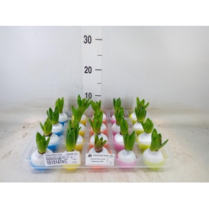 Hyacinthus orie.   ...waxed L%