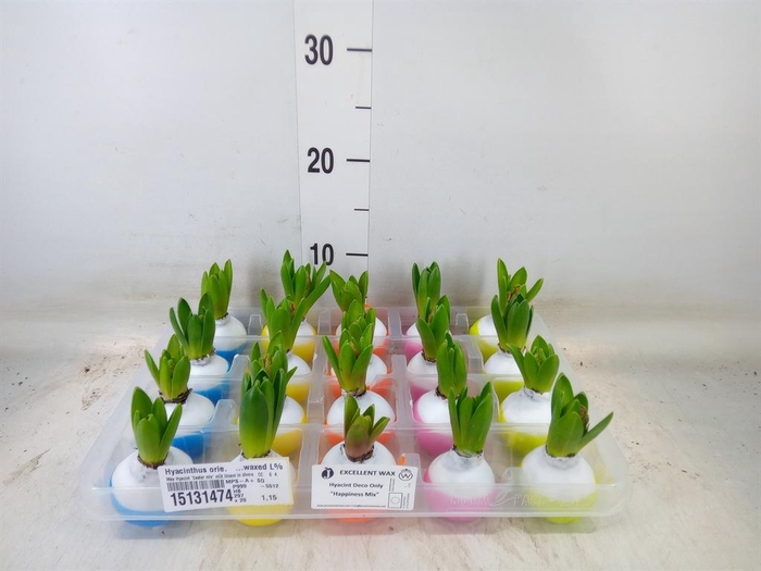 <h4>Hyacinthus orie.   ...waxed L%</h4>