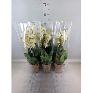 Phalaenopsis multi. 'Ant Lausanne'