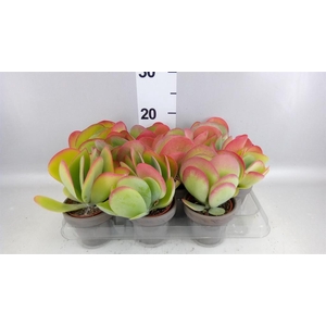 Kalanchoe NF thyrsiflora