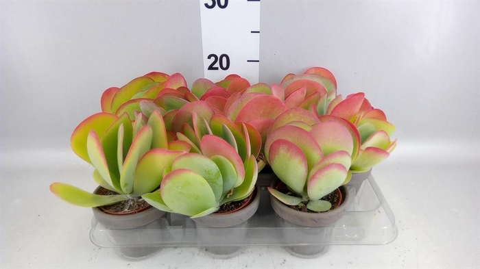 <h4>Kalanchoe NF thyrsiflora</h4>
