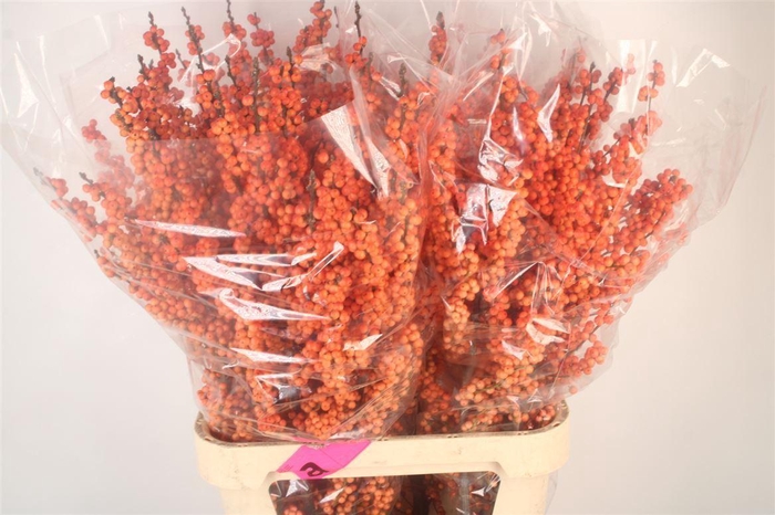 <h4>Ilex Verticilata Winter Gold Premium Ex Ex</h4>