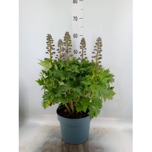 Delphinium el. 'Delgenius Kingsle'