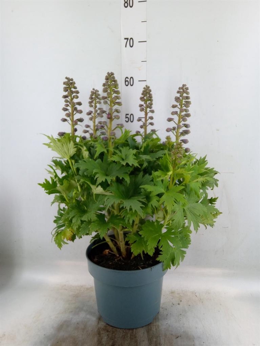 <h4>Delphinium el. 'Delgenius Kingsle'</h4>