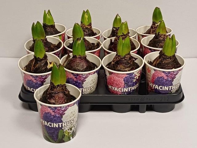 <h4>HYACINT CUP P9</h4>