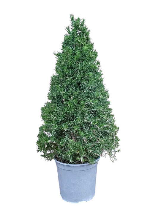 <h4>ROSMARIN OF OV</h4>