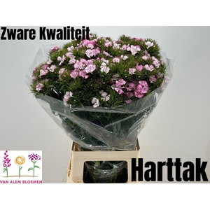 DI BARB WILL PI MAGI