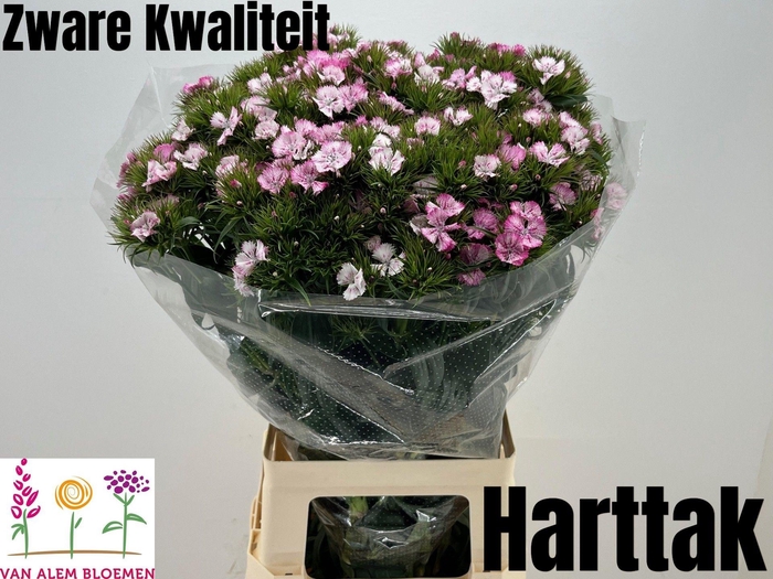 <h4>DI BARB WILL PI MAGI</h4>