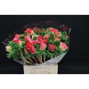 ANEM MISTRAL EX PINK