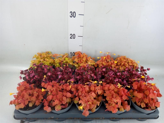 <h4>Oxalis   ...mix</h4>