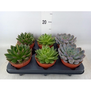 Echeveria   ...mix