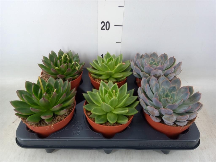 <h4>Echeveria   ...mix</h4>