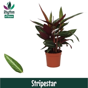 Calathea 12cm Stripestar Rhythm of Nature