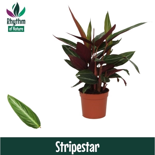 <h4>Calathea 12cm Stripestar Rhythm of Nature</h4>