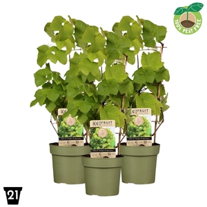 Vitis Vroege van der Laan 100% Fruits palisser