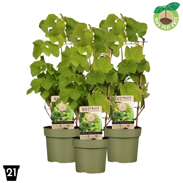 <h4>Vitis Vroege van der Laan 100% Fruits palisser</h4>
