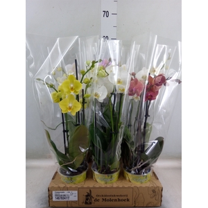 Phalaenopsis   ...mix  4
