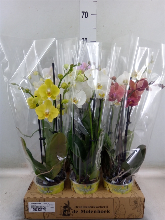 <h4>Phalaenopsis   ...mix  4</h4>