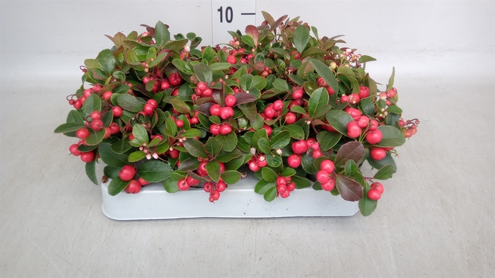 <h4>Gaultheria proc.</h4>