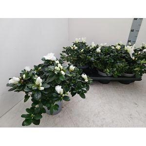 <h4>RHODO SI WITTE VOGEL</h4>