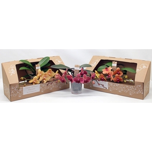 Table Orchid RIJP ORANJE