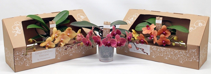 <h4>Table Orchid GROEN ORANJE</h4>